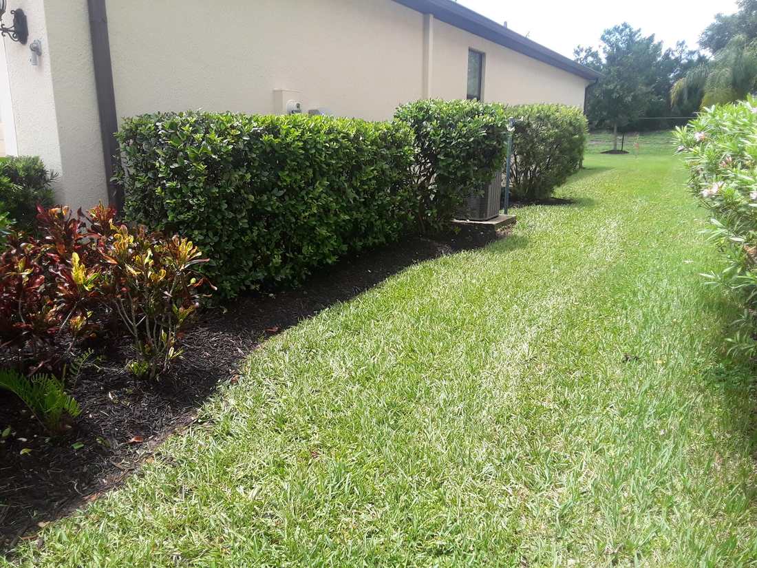 A freshly mowed St. Augustine lawn running alongside a house, with neatly shaped hedges, a mulched bed of colorful crotons, and palms in the background.
